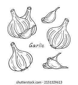 Set of hand-draw garlic on white background. Vector sketch illustration.
