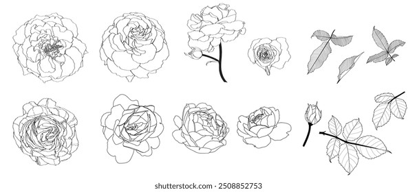 Set of hand-draw line rose collection. Flower and leaf illustration. Great for wedding invitation and greeting cards or logo design.