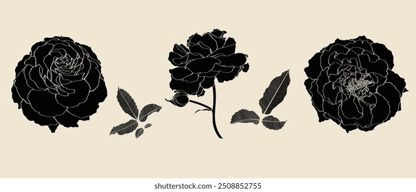Conjunto de colección rosa de línea dibujada a mano. Ilustración de flores y hojas. Ideal para invitación de boda y tarjetas de felicitación o diseño de logotipo.