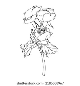 Set of hand-draw line rose composition. Flower and leaf illustration. Great for wedding invitation and greeting cards or logo design.