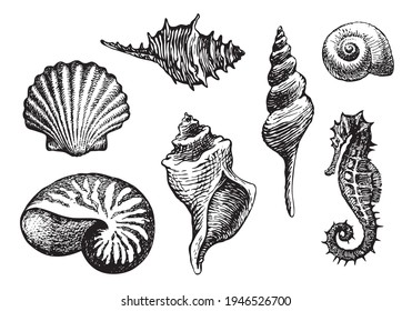 Set of hand-drawn beautiful seashells of various shapes. Black pencil drawings of shells and seahorse on a light background in retro style. Vector illustration on the theme of sea and seafood