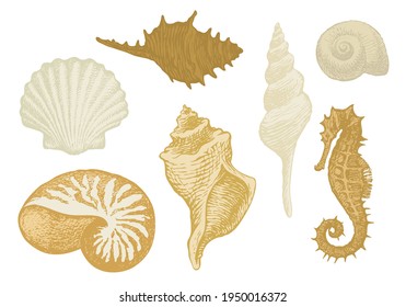 Set of hand-drawn beautiful seashells of various shapes. Vector illustration in beige colors on the theme of sea and seafood. Pencil drawings of shells and seahorse in retro style