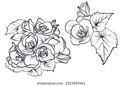 ein Satz handgezeichneter Begonia-Blumen, Vektorgrafik