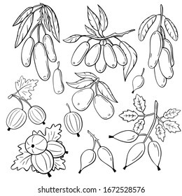 Set hand  drawn berries illustration  Gooseberry  rosehip  honeysuckle hand  drawn illustration 