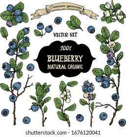 A Set Of Hand-drawn Berries Isolated. Вlueberry Bush, Blueberries, And Blueberry Flowers On A White Background. Beautiful  Botany Illustrations.