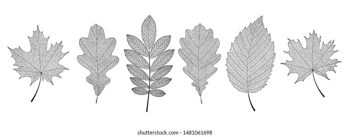 Set of hand-drawn black leaves skeletons. Vector EPS 10.