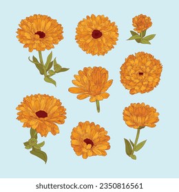 Un conjunto de flores de caléndula dibujadas a mano.