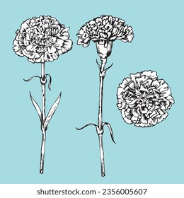 Set of hand-drawn Carnations, vector