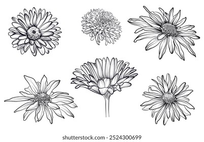 Un conjunto de flores de crisantemo dibujadas a mano Vector