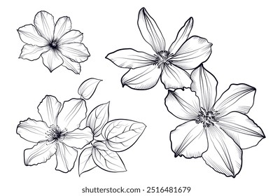 Un conjunto de flores de clematis dibujadas a mano Ilustración vectorial
