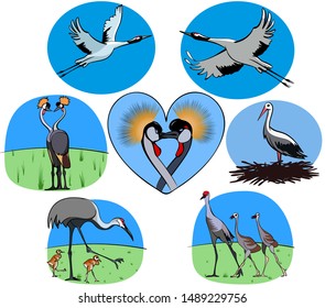 Set of hand-drawn color vector illustrations - cranes of different species in flight, courtship, on the nest, with Chicks
 