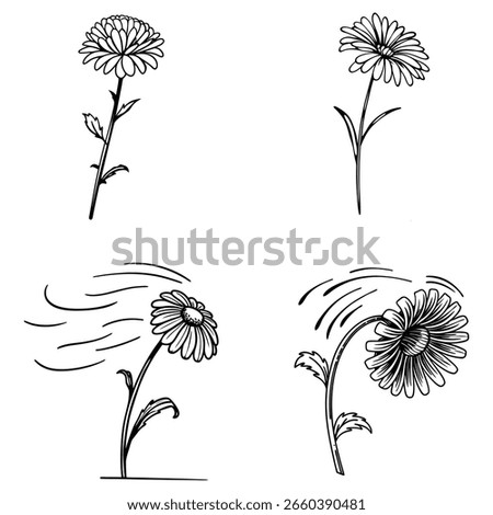 Set of hand-drawn daisy flowers in different wind-blown poses, minimalist black and white line art style, perfect for nature-themed designs, prints, and botanical illustrations.