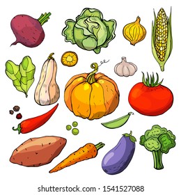 set of hand-drawn Doodle vegetables of different kinds, pumpkin, cabbage, carrot, zucchini.