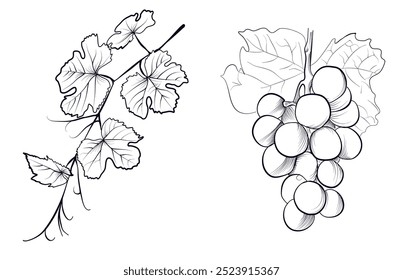 a set of hand-drawn drawings of grape brushes and branches with grape leaves