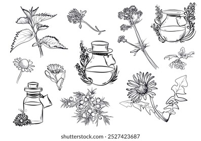 um conjunto de desenhos feitos à mão de frascos com óleos essenciais cercados por plantas vetor