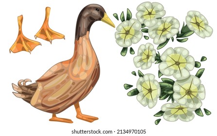 A set of hand-drawn ducks. The breed of Buff orpington drake ducks