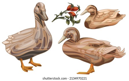 A set of hand-drawn ducks. The breed of Buff orpington ducks