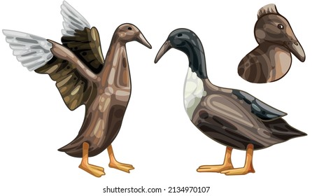 A set of hand-drawn ducks. The breed of Hooked billed duck