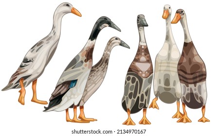 A set of hand-drawn ducks. The breed of Indian runners svg