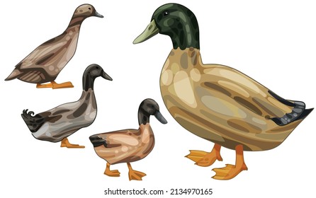 A set of hand-drawn ducks. The breed of Khaki campbell