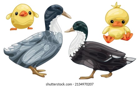 A set of hand-drawn ducks. The breed of Swedish blue ducks