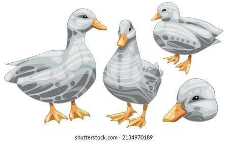 A set of hand-drawn ducks. The breed of White call ducks