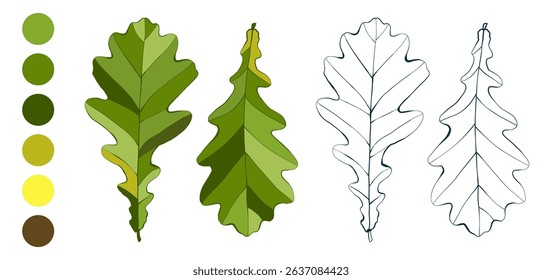 Set of hand-drawn fall colored oak leaves isolated on white background. Flat and line styles vector illustration.

