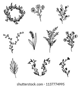 Set of hand-drawn floral elements, plants and flowers. Isolated branches on a white background. Sketchy elements of design. Vector illustrations.