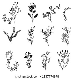 Set of hand-drawn floral elements, plants and flowers. Isolated branches on a white background. Sketchy elements of design. Vector illustrations.