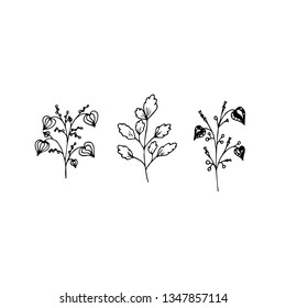 Set of hand-drawn floral elements, plants and flowers. Isolated branches on a white background. Sketchy elements of design. Vector illustrations.