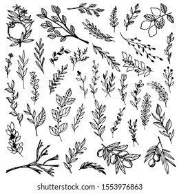 Set of hand-drawn floral elements, plants and flowers. Isolated branches on a white background. Sketchy elements of design. Vector illustrations.