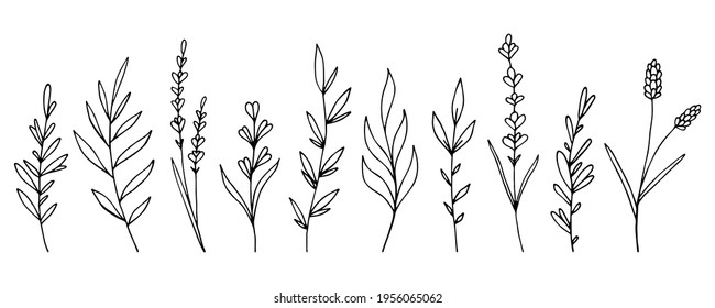 Set of hand-drawn floral elements: plants, branches, leaves, buds, sprouts, flowers. Vector illustration in doodle style on white background