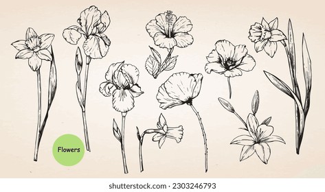 Flores dibujadas a mano: Hibiscus, Lilies, Narcissus, Iris, Poppies. Vector 