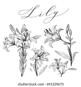 Set of hand-drawn flowers. Lily for wedding invitations, greeting cards, packages, T-shirts, labels and other.