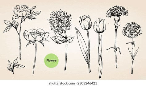 Flores dibujadas a mano: Peonías, Tulipanes, Carnaciones, crisantemos. Vector