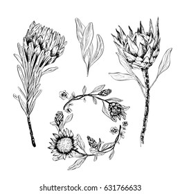 Set of hand-drawn flowers. Protea and leaves design for wedding invitations, greeting cards, packages, T-shirts, labels and other.