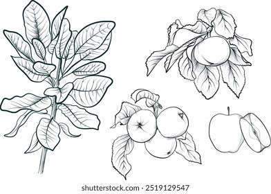 Ein Satz von handgezeichneten Obstbaum Apfelbaum mit Blättern Vektor