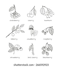 Set of hand-drawn garden and wild berries. Vector isolated illustrations for design