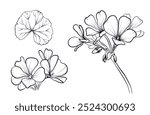 A set of hand-drawn geranium flowers vector