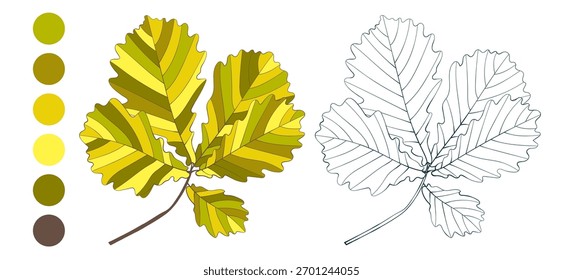 Set of hand-drawn gold colored oak autumn leaves isolated on white background. Flat and line styles coloring page illustration.