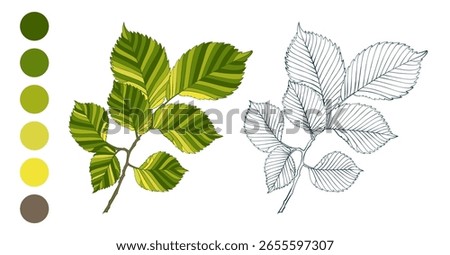 Set of hand-drawn green colored elm leaves isolated on white background. Flat and line styles vector illustration.