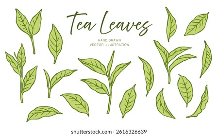Set of hand-drawn green tea leaves isolated on white background. Botanical vector illustration of tea plant foliage in different shapes and angles. Herbal ingredient and natural food concept