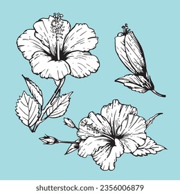 Set of hand-drawn Hibiscus, vector