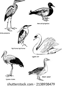 Set of handdrawn illustration of birds and ducks