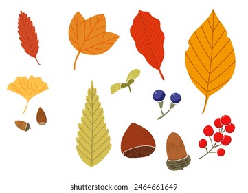 Set of hand-drawn illustrations of autumnal fallen leaves and acorns or chestnuts  without main line