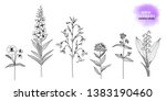 Set of hand-drawn, ink drawn wild flowers: Forget-me-not, lungwort, lily of the valley, willow herb, bellflower, violet. Black and white. Vector EPS 10.