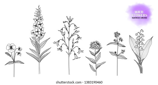 Set of hand-drawn, ink drawn wild flowers: Forget-me-not, lungwort, lily of the valley, willow herb, bellflower, violet. Black and white. Vector EPS 10.