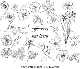 Set of hand-drawn ink style meadow herbs and flowers. Wild medicinal herbarium. Vector illustration