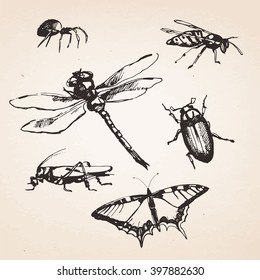 Set of hand-drawn insects. Vector isolated elements.