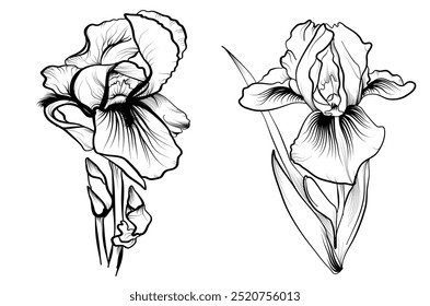 a set of hand-drawn iris flowers vector illustration